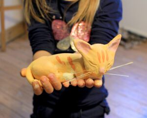 Chat clara 300x240